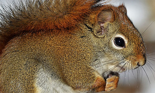 Red squirrels in Ravenstonedale