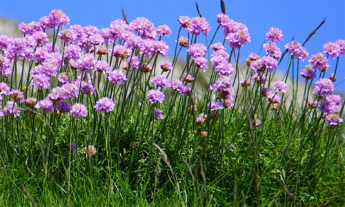Wild Flowers  near Ravenstonedale
