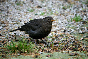 Blackbird