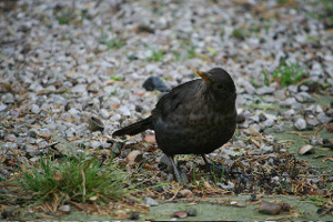 Blackbird