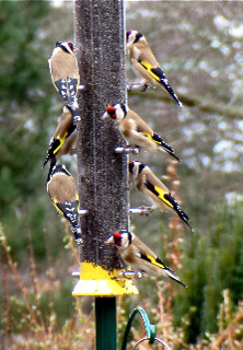 Goldfinch