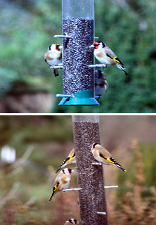 Goldfinch