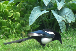 Magpie