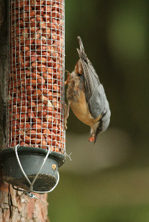 Nuthatch