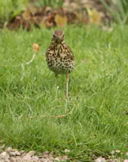 Thrush