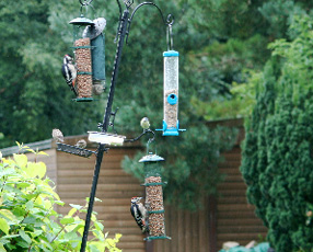 Woodpecker