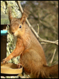 Red Squirrels in Ravenstonedale