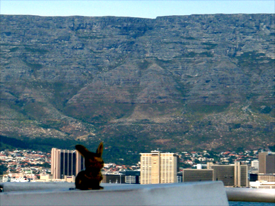 Brasshopper in Cape Town 2008