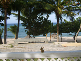 Brasshopper in the Dominican Republic 2006