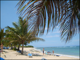 Brasshopper in the Dominican Republic 2006