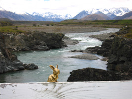 Brasshopper in New Zealand 2006