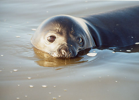 Seal
