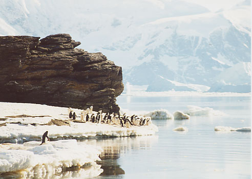 penguins