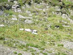 Ravenstonedale Gathering