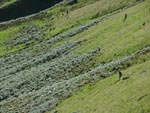 Ravenstonedale Gathering