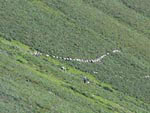 Ravenstonedale Gathering