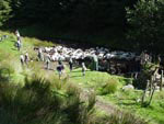 Ravenstonedale Gathering