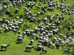 Ravenstonedale Gathering