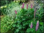 Ravenstonedale and Newbiggin-on-Lune Garden Trail 2008
