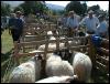 Ravenstonedale Agricultural Show 1999