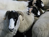 ravenstonedale show 2005