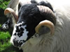 ravenstonedale show 2005