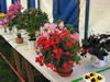 ravenstonedale show 2005