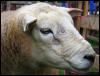 Ravenstonedale Agricultural Show 2006