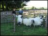 Ravenstonedale show 2008